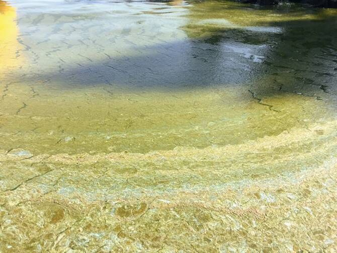 Algal blooms